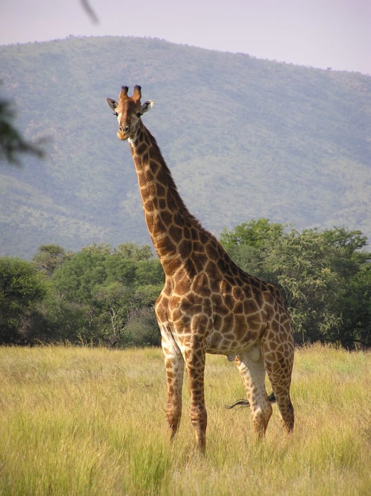 Wish you an elevated World Giraffe Day | Spiritual Inspirations from Giraffes | Giraffe image HD