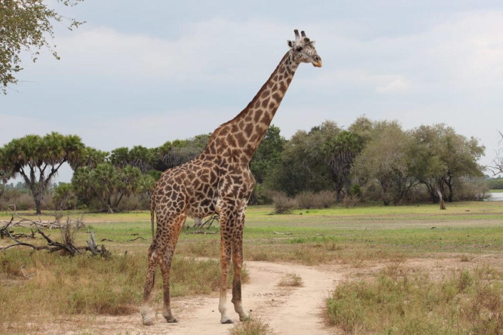 Wish you an elevated World Giraffe Day | Spiritual Inspirations from Giraffes | Giraffe images HD