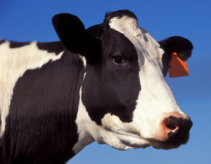 Spiritual Inspirations from Cows picture