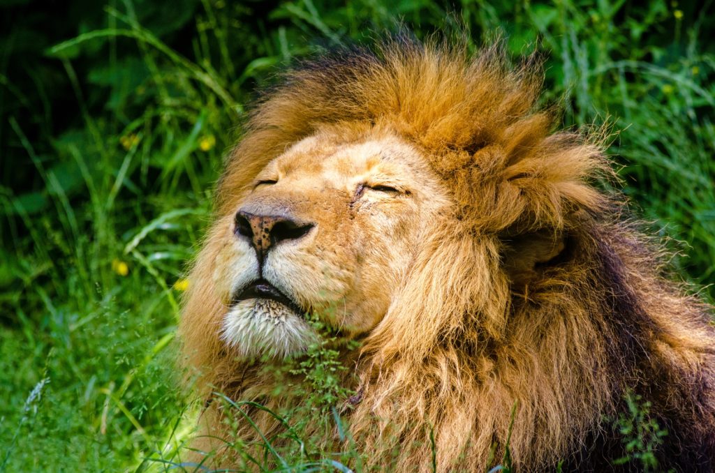 Spiritual Inspirations from Lions (World Lion Day) image