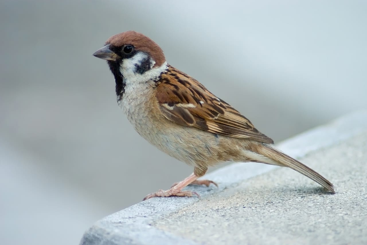 ﻿Spiritual Inspirations from Birds | Happy World Sparrow Day | The Significance of World Sparrow Day image