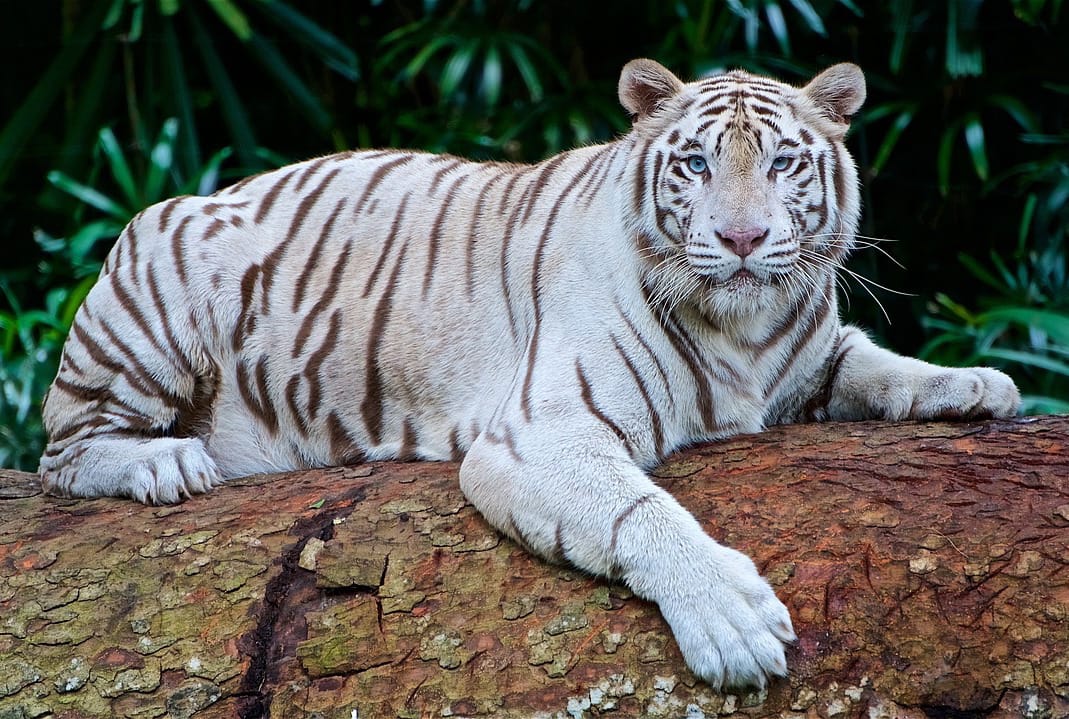 Spiritual Inspirations from Tigers | International Tiger Day quotes | White Tiger images HD